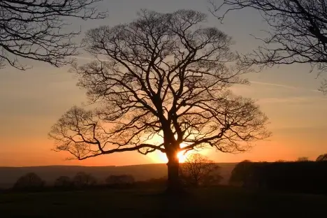 Leafless tree at sunset