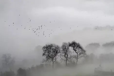 Foggy forest of leafless trees with birds flying above